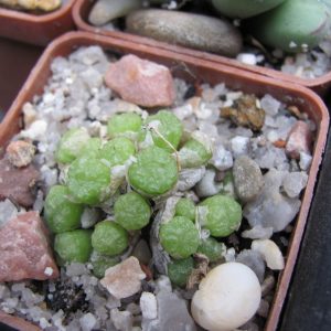 Conophytum ectypum