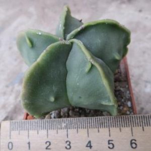 astrophytum fukuryu nuda Tay