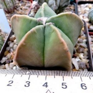 astrophytum myriostigma nudum