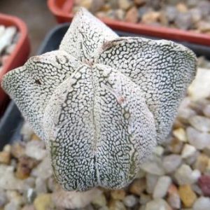 astrophytum onzuka v type