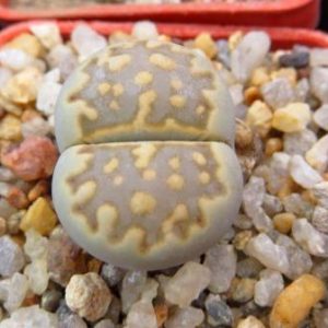 lithops yulii