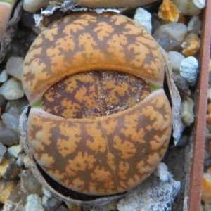 lithops lesliei classic