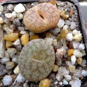 lithops pseudotruncatella