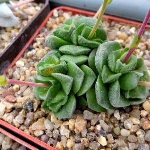 Crassula Dorothy