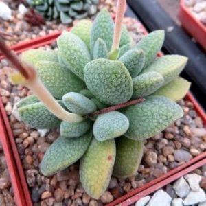 crassula tecta hybrid