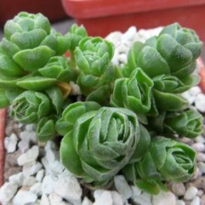 Crassula Emerald