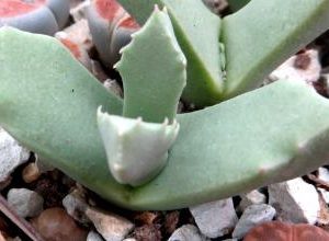schwantesia ruedebushii