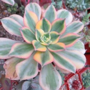 aeonium sunburst