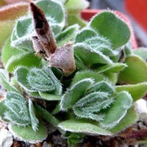 Crassula tomentosa glabrifolia