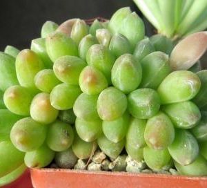 pachyphytum compactum cristata