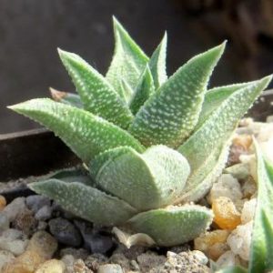 haworthia kotengu nishiki