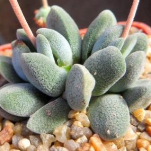 crassula tecta aff ЮАР