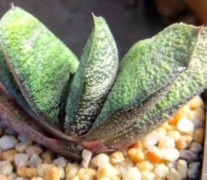 gasteria batesiana