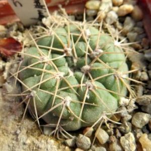 gymnocalycium species