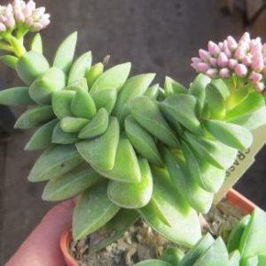 crassula springtime