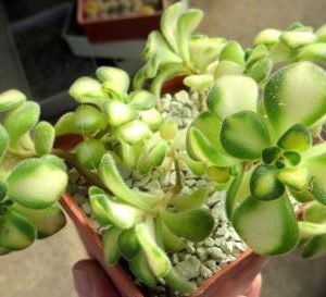 aeonium mini variegata