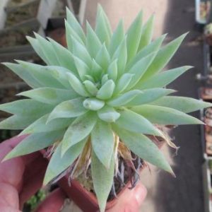 dudleya farinosa