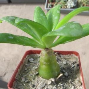 tylecodon paniculatus