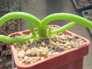 monilaria moniliforme