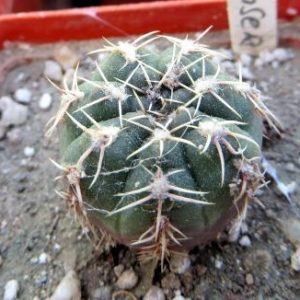 gymnocalycium genseri
