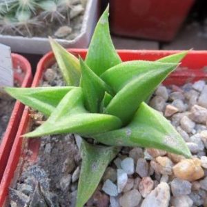 haworthia marginata ramosa Франция