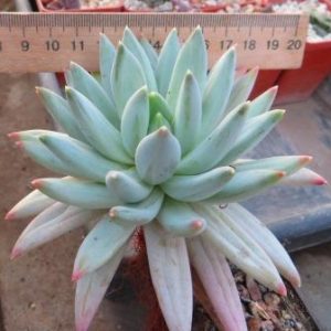 Echeveria hookeri