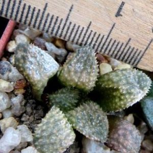 haworthia hybrid
