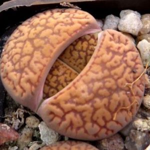 lithops aucampiae C 117