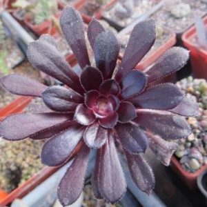 aeonium schwarzkopf