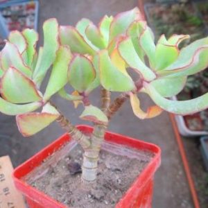 crassula blue bird