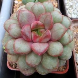 graptoveria amethorum