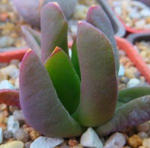 glottiphyllum pec ЮАР