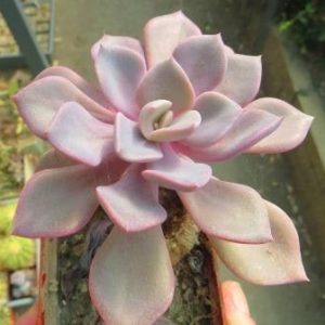 graptoveria debbie