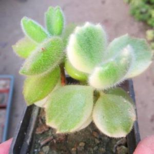 cotyledon ladismithiensis variegata