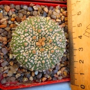 astrophytum super kabuto gold