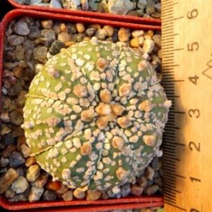 astrophytum super kabuto gold