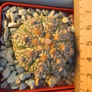 astrophytum super kabuto gold