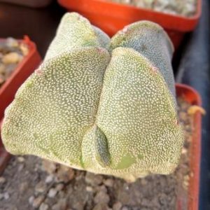 astrophytum myriostigma quadricostatum ball