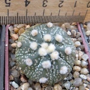 astrophytum ooibo