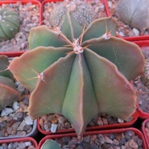 astrophytum multicostatum nuda