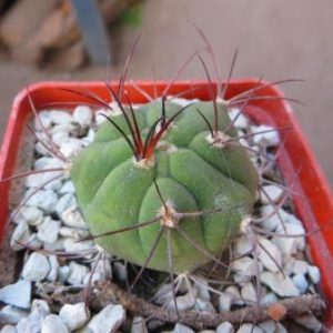 gymnocalycium pflanzii var. albipulpa