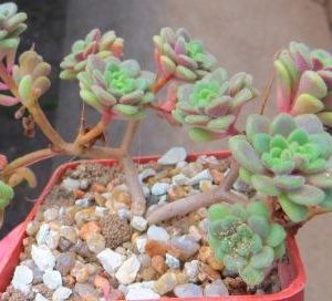 aeonium mini