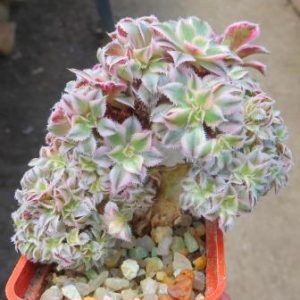 aeonium sunburst cristata