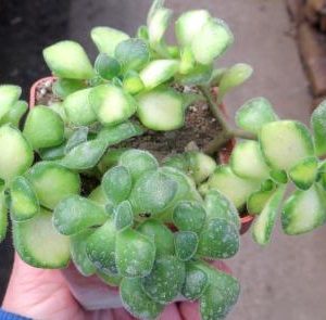 aeonium mini variegata