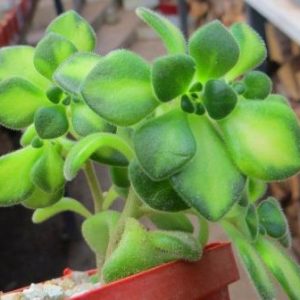 aeonium mini variegata