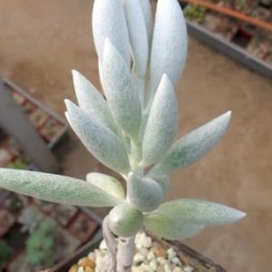 senecio haworthii