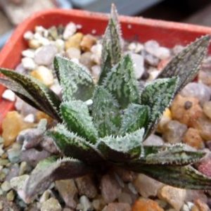 haworthia hybrid