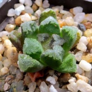 haworthia hybrid