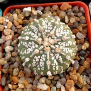 astrophytum super kabuto