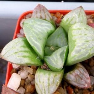 haworthia mutica byakuya